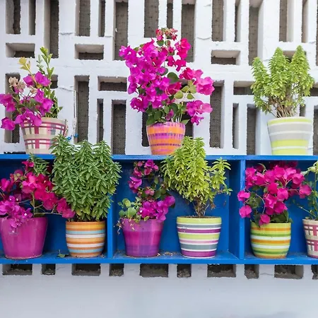 Bouganville αpartments Adámasz